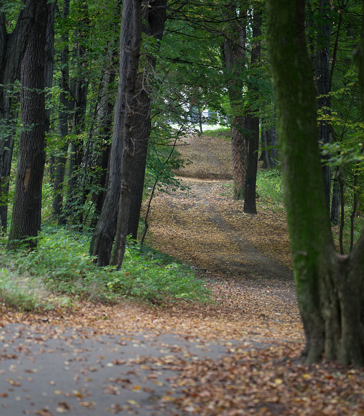 Tarnowskie G�ry, Park